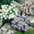 Aster Alpinus Collection