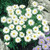 Aster Alpinus Collection