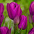 Tulip Multiflowered Collection