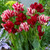 Tulip Multiflowered Collection