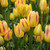 Tulip Multiflowered Collection