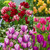 Tulip Multiflowered Collection