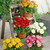 Ranunculus Dwarf Tomer Collection 6/7cm