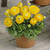 Ranunculus Dwarf Tomer Collection 6/7cm - JParkers