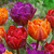 Tulip Double Princess Collection