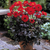Dahlia Bishop Collection