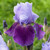 Iris germanica 'Collection A' (Bearded Iris)