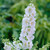 Verbascum Phoenicum Collection