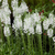 Verbascum Phoenicum Collection