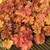 Heuchera Collection