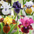 Iris pumila 'Collection'