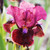 Iris pumila Collection (Dwarf Bearded)