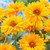 Perennial Medium/Tall Collection