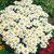 Perennial Medium/Tall Collection