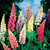 Perennial Medium/Tall Collection