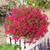 Phlox subulata Collection