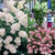 3 Hydrangea Paniculata Collection