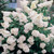 3 Hydrangea Paniculata Collection