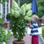 3 Hydrangea Paniculata Collection