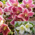 Clematis Cirrhosa Collection