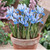 Iris Spring Flowering Collection