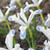 Iris Spring Flowering Collection