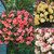 Begonia Fragrant Sweet Spice Collection