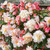 Begonia Fragrant Sweet Spice Collection