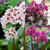 Bergenia Collection