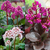 Bergenia Collection
