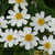 Rare Bidens Collection (Pack of 6/Pack of 18)