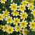 Rare Bidens Collection (Pack of 6/Pack of 18)