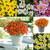 Rare Bidens Collection (Pack of 6/Pack of 18)