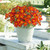 Rare Bidens Collection (Pack of 12/Pack of 24)