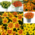 Rare Bidens Collection (Pack of 12/Pack of 24)