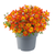 Rare Bidens Collection (Pack of 12/Pack of 24)