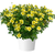 Rare Bidens Collection (Pack of 12/Pack of 24)