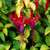 Fuchsia Unusual Hardy Collection