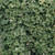 Basket Complementary Plant Collection