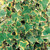 Basket Complementary Plant Collection