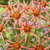 Dahlia Cartwheel Collection