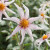 Dahlia Cartwheel Collection