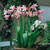 Crinum Powelli Collection