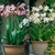 Crinum Powelli Collection