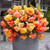 Begonia Splendide Collection 5/6cm