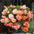 Begonia Splendide Collection 5/6cm
