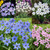 Ipheion Uniflorum Collection