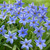 Ipheion Uniflorum Collection