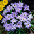 Ipheion Uniflorum Collection