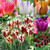 60 Tulip Triumph Collection